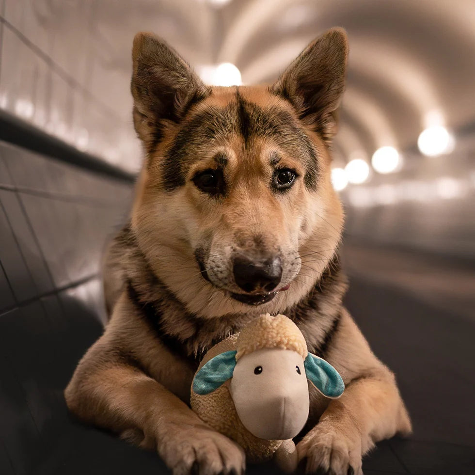 Huggles Toy - Sheep Barbara Max & Molly para perros