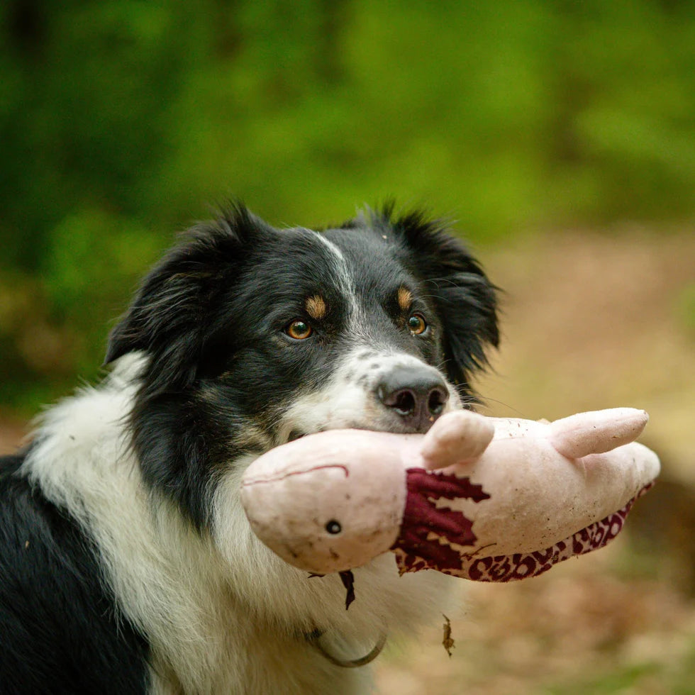 Huggles Toy - Axolotl Axel Max & Molly para perros