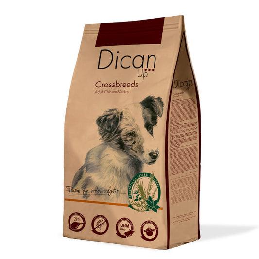 Dican Up Crossbreeds Adulto